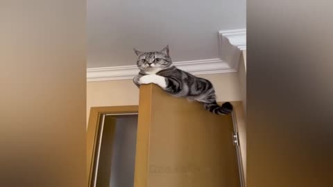 Pawsitively Hilarious: A Compilation of Funny Cat Antics Of 2024
