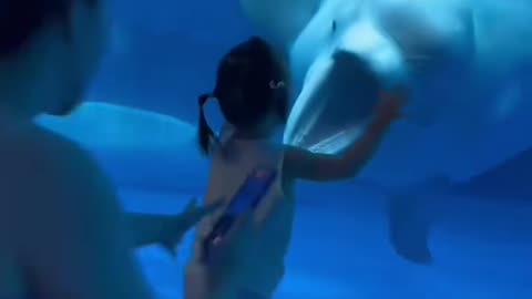 beluga whale scares kid on purpose in aquarium