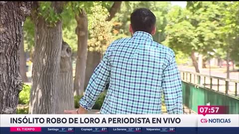 Papagaio rouba, ao vivo, fone de ouvido de repórter de TV no Chile