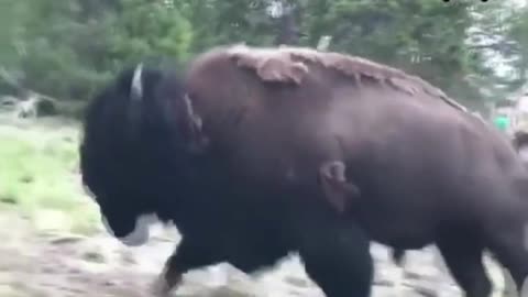 9-year-old girl tossed violently by charging bison