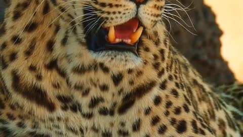 Leopard Resting After Hunting _ Africa _ Wildlife _ Wild Nature _ Wild Animal