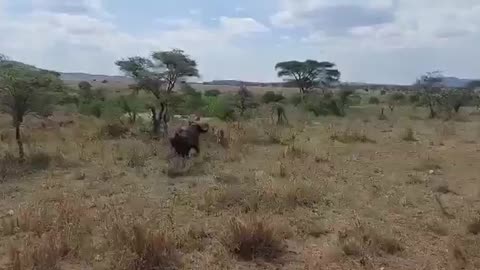 Buffalo accidentary hit a Safari vehicle