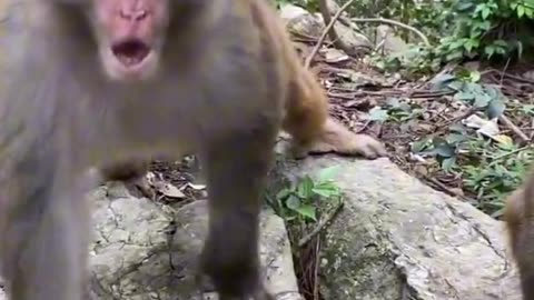 Funny Monkey Video Animal Video