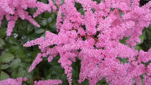 Pink Astilbe