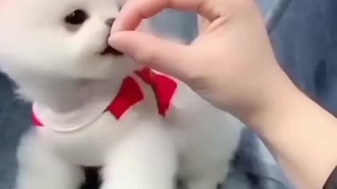 CUTE PUPPY