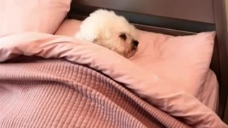 Dog Sleeps in Bed Like a Human