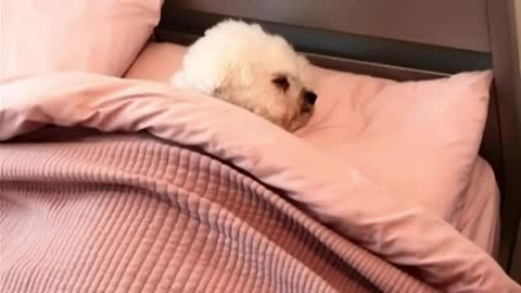 Dog Sleeps in Bed Like a Human