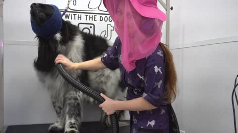 A giant dog with a giant heart Newfoundland Dog