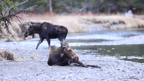 Injured Moose in Yellowstone National Park