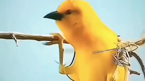 Canary