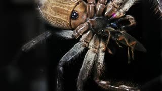 Huntsman Spider Enjoys a Feast on Window