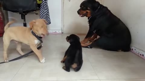 Rottweiler puppy's funny time