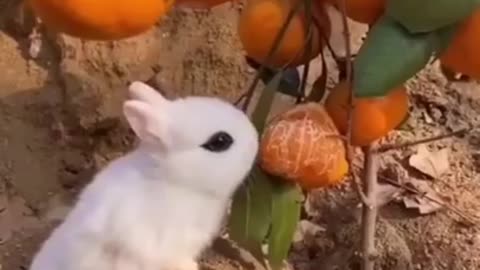 FUNNY ANIMAL VIDEO