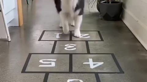 Dog Playing Game 😂🤣