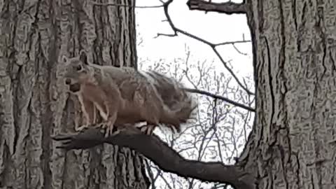 Bold Park Squirrel with Walnut