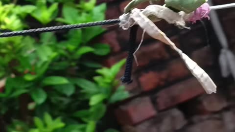 Cinematic video of dragon fly in my house