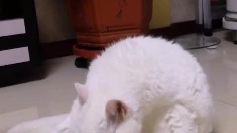 FunnyPetsToday，Funny Cat You Might Never See Before, part99