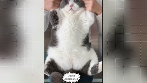 CUTE CAT DANCING VIDEO |CUTEST OVERLOADED|