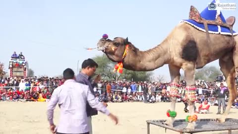 Funny camel dance