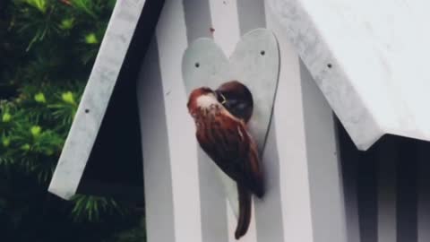 A cute bird feeds his wife