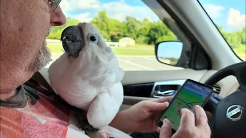 This Cockatoo Goes Gaming With His Dad! What A Pair 💕