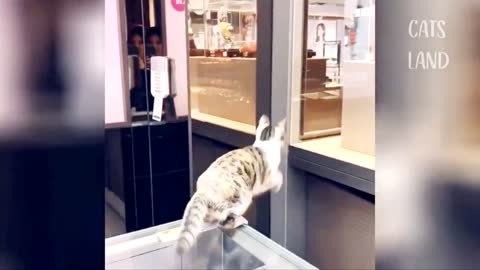 #FunnyCats #CuteCats #CatVideos OMG So Cute Cats ♥ Best Funny Cat Videos 2021