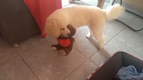 my white dog playing with his little friend