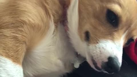 Corgi Not Amused Being Waken Up