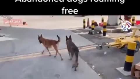 Abandoned U.S. Dogs Spotted Around Kabul Airport