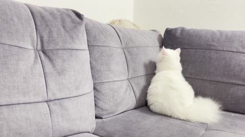 Fluffy Cat Theo is Shocked by the Behavior of the White Cat