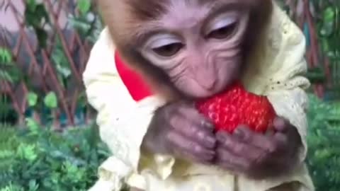 Monkey funny video 😜🤪