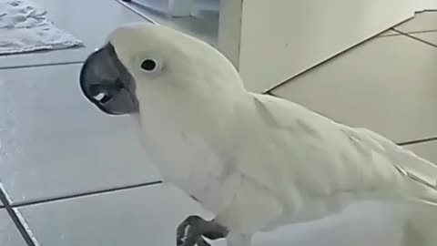 Funny parrot |cockatiel parrot | Funny birds | Funny animals