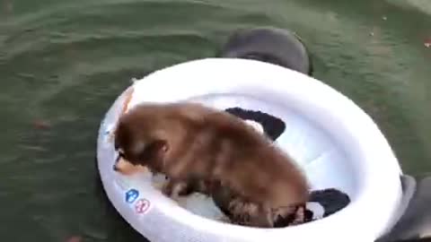 NewOneAudio_AllVDO_RemovSoundVDONo_SoundBaby dog on water and look to the fish so cute and funny