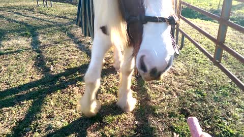 Gypsy Horse Gracie - Stress Free Obstacles LOL