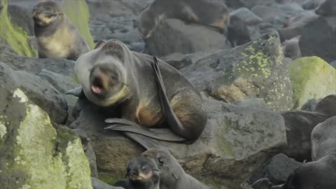SEA LION ! SAVING CANADA"S STELLAR SEA LION FROM EXTINCTION ! THE REAL WILD !!