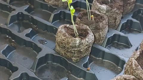 Thinning broccoli seedlings