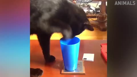 Cats being Cats compulation