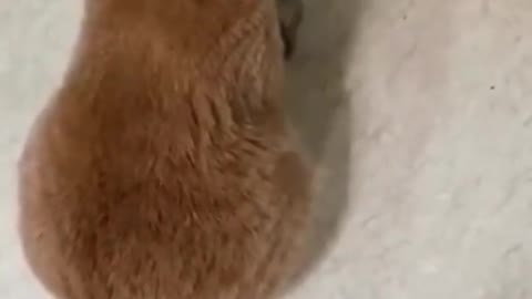 CUTE HUNGRY CAT MAKING NOISES TO GET ATTENTION