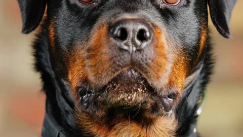 Dog info - Rottweiler