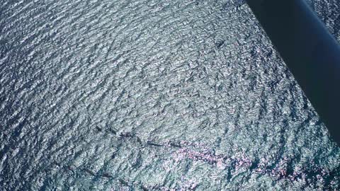 Whale shark looking down from the sky!