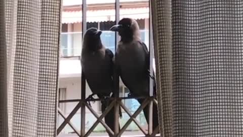 Woman opens, cafe for special needs crows # bekind