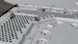 PS4 Roaches Blown Away!
