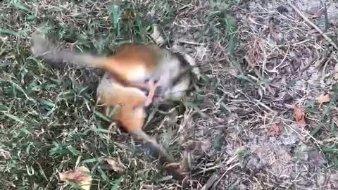 Chipmunks Playing in the Yard