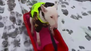 Pup goes for sled ride just like a kid