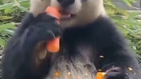 Panda comendo cenoura