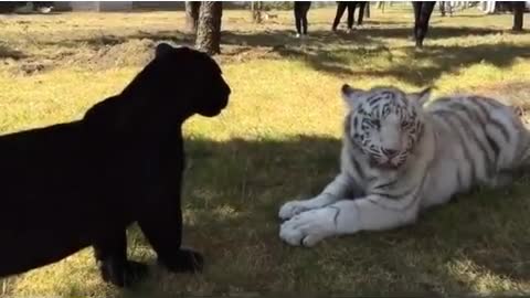 Tiger vs pitbull Dog fight video