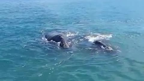 Best Hermanus Whale Watching - Whalewatchinghermanus.co