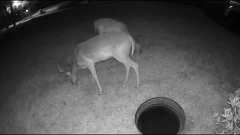 Whitetail deer in my Cypress (Houston) neighborhood - Cam3 - 8/17/23 pm