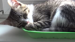 Little Cat Sleeping in a Tray