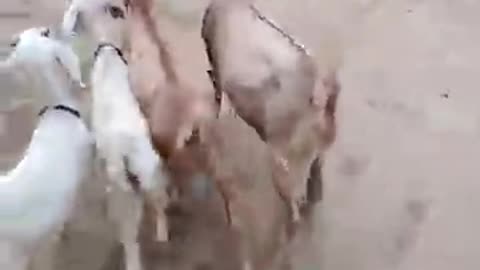 brown goats farming